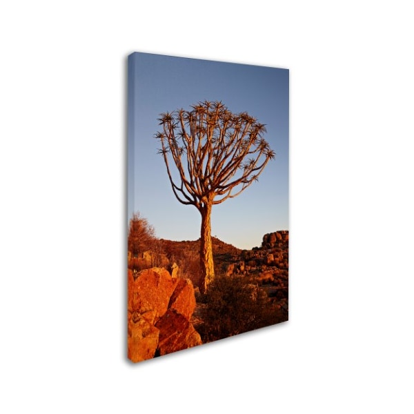 Robert Harding Picture Library 'Tall Tree' Canvas Art,16x24